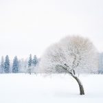 Talvinen puu Helsinki