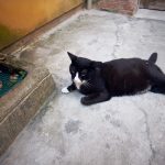 Cat lying on concrete
